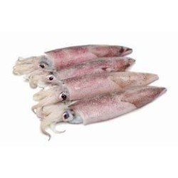 CALAMARI SPORCHI 2P MAROCCO IQF 6,5  KG CIRCA