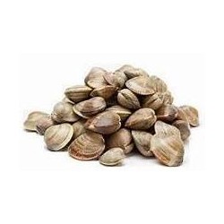 VONGOLE CON GUSCIO CF DA 500 GR