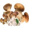 FUNGHI MISTI CON PORCINO CF DA 450 GR