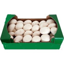 FUNGHI CHAMPIGNON 3 KG CIRCA