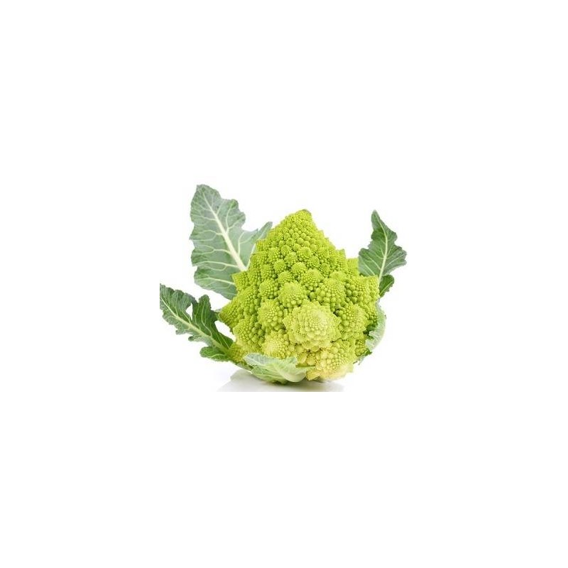 BROCCOLI ROMANESCHI 8 CIRCA