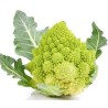 BROCCOLI ROMANESCHI 8 CIRCA