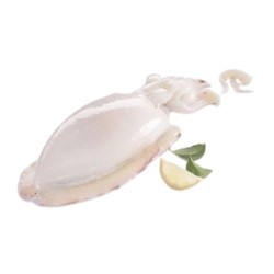 SEPPIA PULITA MAROCCO IQF  500/1000 CIRCA 7 KG