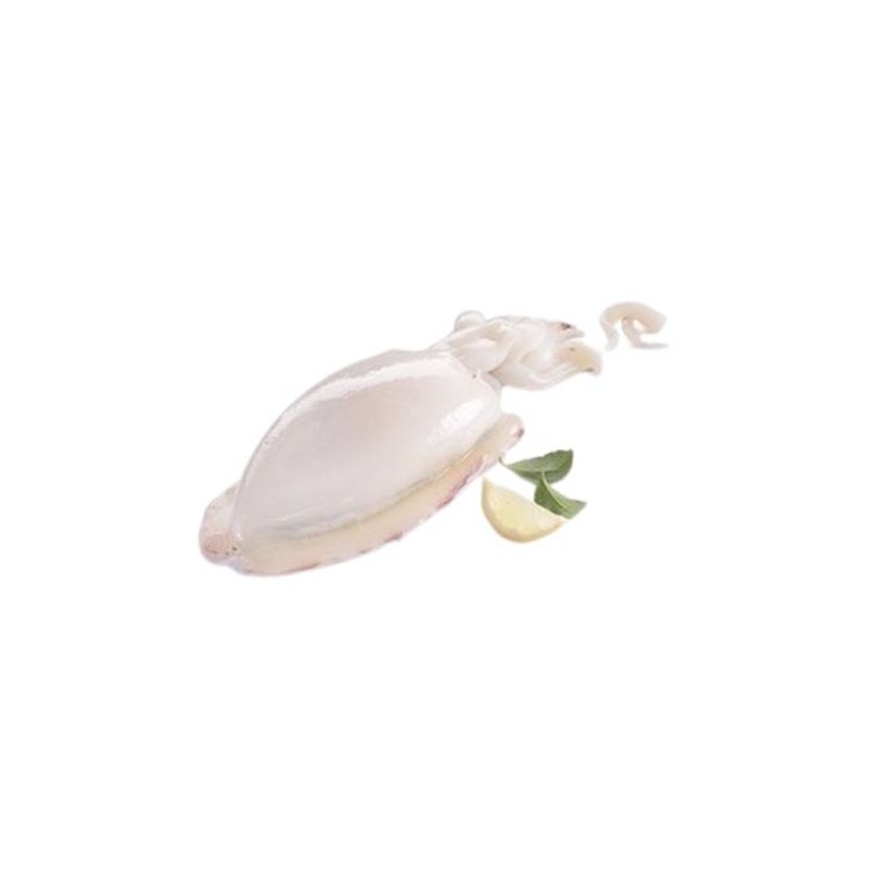 SEPPIA PULITA MAROCCO IQF  500/1000 CIRCA 7 KG