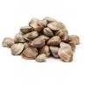 VONGOLE CON GUSCIO MARRONE 60/80 1 KG